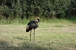 003 pretoria - austin roberts bird sanctuary - kraanvogel